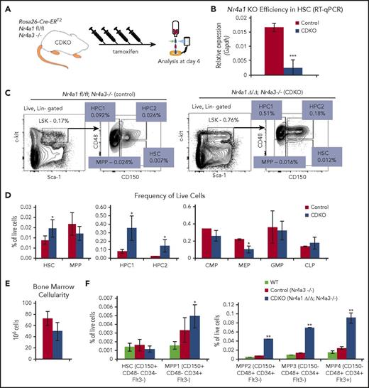 Figure 1. Acute codepletion of NR4A1/3 leads to loss of quiescence and increased proliferation of HCSs. (A) Experimental design for tamoxifen-dependent depletion of Nr4a1 in CDKO mice, using 4 daily treatments with tamoxifen (Nr4a1fl/fl; Nr4a3−/−; Rosa26-ERT2). (B) NR4A1 depletion efficiency measured by quantitative reverse transcription polymerase chain reaction (RT-qPCR) in HSCs after 4 daily tamoxifen injections (n = 3). (C) Representative flow cytometry plots illustrating subfractionation strategy of the HSPC (LSK) compartment to identify HSCs and early progenitors (MPP, HPC1, HPC2), based on surface expression of CD150 and CD48.65 (D) Quantitation of HSPC (left and center, n = 5 CDKO and 3 control) and lineage-restricted progenitor cell frequencies (right, n = 3) at 4 days after acute NR4A1/3 codepletion. (E) Bone marrow cellularity after acute NR4A1/3 codepletion (n = 3). (F) Frequency of HSPCs using CD34, Flt3, CD48, and CD150 markers (n = 4). For F, statistical significance was calculated between wild-type and CDKO samples. Results expressed as mean ± SD. *P ≤ .05; **P ≤ .01; ***P ≤ .001. CLP, common lymphoid progenitors (Lin−CD11c−CD27+IL7r+Flt3+Ly6d−); CMP, common myeloid progenitors (Lin−Sca1−Kit+CD16/32−CD34+); GMP, granulocyte-macrophage progenitors (Lin−Sca1−Kit+CD16/32+CD34+); MEP, megakaryocyte-erythrocyte progenitors (Lin−Sca1−Kit+CD16/32−CD34−).