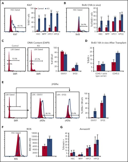 Figure 2. Nr4a1/3-null HSCs have increased cell cycle with increased oxidative stress and DNA damage. (A) Ki67 and (B) BrdU incorporation (16 hours in vivo), (C) DNA content analysis after acute NR4A1/3 codepletion. (D) BrdU incorporation analysis in HSCs from wild-type CD45.1 recipient mice transplanted with 2 million CD45.2 surface marked control or CDKO bone marrow together with CD45.1 competitor at a 1:1 ratio. Daily tamoxifen treatment was initiated 6 weeks after transplant, and BrdU incorporation was analyzed 4 days after tamoxifen treatment. (E) γH2Ax in levels in LSK cells separated by cell cycle stage using 4′,6-diamidino-2-phenylindole (DAPI), (F) reactive oxidative species levels in HSCs measured by CellROX fluorescent dye, and (G) frequency of AnnexinV-positive cells in HSPCs after acute codepletion of NR4A1/3. Results expressed as mean ± SD, n = 3 to 5 mice per group. *P ≤ .05; **P ≤ .01; ***P ≤ .001.