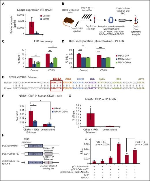 Figure 6. NR4A act upstream of a C/EBPα transcriptional network in HSCs. (A) RT-qPCR confirmation of C/EBPα downregulation in CDKO relative to control HSCs after acute NR4A1/3 codepletion. (B) Experimental design for overexpression of NR4A1 and C/EBPα in bone marrow Lin− cells. (C) Frequency of LSKs and (D) 2 hours in vitro BrdU incorporation after 48 hours in culture after retroviral transduction in Lin− cells. (E) Pairwise alignment of mouse and human +37/42 Kb CEBPA enhancer containing the NR4A binding element. Modified from Cooper et al.35 (F) ChIP-qPCR analysis of NR4A1 and NR4A1CEAA (DNA-binding mutant) recruitment to the CEBPA +42 Kb enhancer in expanded CD34+ bone marrow cells from healthy donors. (G) ChIP-qPCR analysis of NR4A3 binding to the Cebpa +37 Kb enhancer in murine 32Dcl3 cell line. (H) Luciferase reporter assay of the activation of the Cebpa +37 Kb enhancer by NR4A1/3 in 32Dcl3 cells. Vector schemes are shown on the left, and luciferase measurements on the right. RLU, relative light units. Results expressed as mean ± SD, n = 3. *P ≤ .05; **P ≤ .01; ***P ≤ .001. ChIP, chromatin immunoprecipitation.