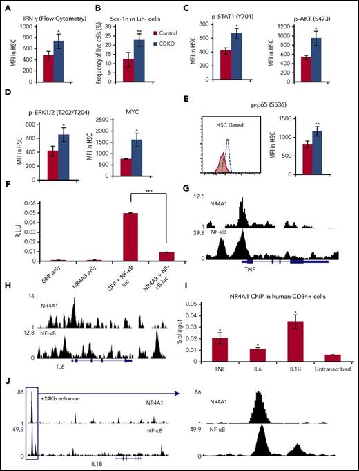 Figure 7. NR4A1/3 suppress an inflammatory proliferative response in HSCs. (A) Flow cytometry quantification of IFNγ levels in HSCs. (B) Sca-1 frequency in Lin− cells. (C-D) Flow cytometry quantification of protein levels in HSCs of (C) p-STAT1, p-AKT, and (D) p-ERK1/2 and MYC. (E) Flow cytometry quantification of phospho-p65 levels in HSCs. (F) Luciferase reporter assay after cotransfection of NR4A3 of GFP expression vectors with a luciferase reporter vector driven by a 5× NF-κB response elements in 32Dcl3 cells. (G-H) ChIP-Seq overlap between NR4A1 in Kasumi-1 cells and NF-κB in TNF-α-treated GM10847 cells in the (G) TNF locus and (H) IL6 locus. (I) ChIP-qPCR analysis of NR4A1 binding to NF-κB-regulated inflammatory cytokines in expanded human CD34+ bone marrow cells. (J) ChIP-Seq overlap between NR4A1 in Kasumi-1 cells and NF-κB in TNF-α-treated GM10847 in the IL1B +24 Kb enhancer. NR4A1 ChIP-Seq profile was extracted from Duren et al.37 NF-κB ChIP-Seq profile was extracted from the publically available ENCODE dataset.66 All flow cytometry analysis in A-E were performed at 4 days after first tamoxifen treatment. Results expressed as mean ± SD, n = 4 (A,G-I) or 3 (B-C). *P ≤ .05; **P ≤ .01; ***P ≤ .001.
