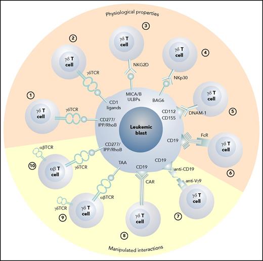 Figure 1. The various physiologic and manipulated antileukemic cytotoxic mechanisms of γδ T cells. (1) Vγ9Vδ2 T cells recognize blasts via the CD277/IPP/rhoB axis,34 and (2) CD1 ligands are recognized by Vδ1 γδ T cells.78 (3) Stress-induced self-ligands (MICA/B, ULBPs) are recognized by NKG2D15; (4) human leukocyte B–associated transcript 3 is recognized by natural cytotoxicity receptors NKp3018; (5) nectin-2 (CD112) and poliovirus receptor (CD155) are the ligands for DNAM-119,20; and (6) therapeutic monoclonal antibodies can induce antibody-dependent cellular cytotoxicity via the Fc receptor III.39 (7) Bispecific antibodies can activate γδ T cells via anti-Vγ9 single chain Fv,98 and (8) γδ T cells can be redirected using CARs86 or (9) through the transduction of an exogenous αβ TCR directed against a tumor-associated antigen.89 (10) The transfer of a Vγ9Vδ2 TCR recognizing blasts via the CD277/IPP/rhoB axis with optimum affinity for the target into αβ T cells also confers appropriate help through engineered CD4 T cells.92 FcR, Fc receptor III; TAA, tumor-associated antigen.