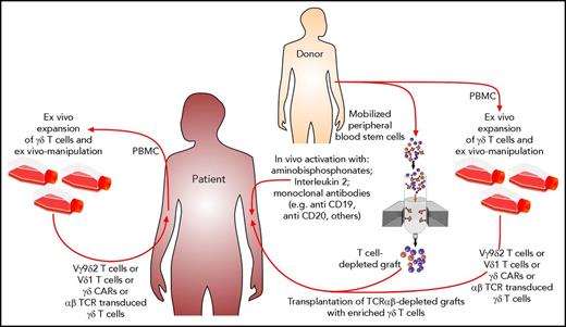 Figure 2. Possible scenarios for how antitumor function of nonalloreactive γδ T cells could be exploited after HCT. Aminobisphosphonates in combination with IL-2 or the application of therapeutic monoclonal antibodies can activate γδ T cells in vivo. By using TCRαβ-depleted grafts, large numbers of γδ T cells are coinfused. γδ T cells and their subsets either from patients or from their donors can be expanded ex vivo and manipulated prior to adoptive transfer into the patients.