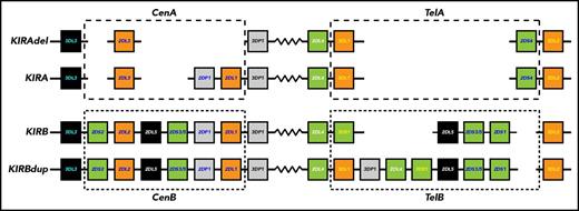 Figure 1. KIR A and KIR B haplotypes of the human KIR locus. Human KIR haplotypes differ in their content of KIR genes and in the relative number of genes coding for activating and inhibitory KIR. Although the human population has numerous different KIR haplotypes they divide into 2 functionally distinctive groups. These group A and B KIR haplotypes exhibit different correlations with a spectrum of diseases, as well as the outcomes of HCT and other forms of immunotherapy. Shown are gene maps for 2 A and 2 B KIR haplotypes, which represent the overall diversity of KIR haplotypes. Each box represents a KIR gene, for which the shading gives the nature of the encoded protein: green, activating KIR; orange, inhibitory KIR; black, KIR of unknown function: gray, pseudogene, no KIR. Human KIR are of 4 evolutionary lineages, which are distinguished by the color of the label in the gene box: white, lineage I; yellow, lineage II; dark blue, lineage III; cyan, lineage V. The zigzag joining the centromeric and telomeric regions is an extended repetitive sequence and a hotspot for reciprocal recombination. Within the telomeric and centromeric regions the KIR genes are separated by short homologous sequences of a few hundred base pairs.