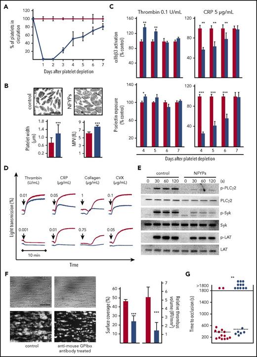 Figure 1. NFYPs after anti-mouse GPIbα antibody–induced thrombocytopenia display impaired GPVI signaling. (A) Male NMRI mice were injected with 4 µg/g of anti-mouse GPIbα antibodies, platelet count was determined by flow cytometry. Data points are represented as percent values ± SD compared with vehicle-treated controls (phosphate-buffered saline injected) (100%) at the indicated time points after depletion. The red line represents vehicle-treated mice, and the blue line represents anti-mouse GPIbα antibody–treated mice. (B) Representative transmission electron microscopy images of resting control platelets and NFYPs. Scale bar, 2.5 μm. Platelet width was determined by analyzing electron microscopy images. Mean platelet volume (MPV) on day 5 after platelet depletion was measured with an automated blood cell analyzer (Sysmex). The red bar represents vehicle-treated control mice, and the blue bar represents anti-mouse GPIbα antibody–treated mice. (C) Integrin αIIbβ3 activation and P-selectin exposure as measure of α-granule release of control platelets (red bar) and NFYPs (blue bar) in response to thrombin (0.1 U/mL) and CRP (5 µg/mL) on the indicated days after platelet depletion by anti-mouse GPIbα antibodies. Results are represented as percent activation with respect to control set at 100%. Results are depicted as mean fluorescence intensities ± SD of 5 mice per group and are representative of 4 individual experiments. *P < .05, **P < .01, and ***P < .001. (D) Platelets isolated from vehicle-treated controls (red line) or anti-GPIbα-antibody–treated mice (blue line) on day 5 after depletion were stimulated with the indicated agonists, and light transmission was recorded on a Fibrintimer 4-channel aggregometer. (E) Determination of whole-cell tyrosine phosphorylation pattern. Platelets were isolated on day 5 after depletion and stimulated with 0.1 μg/mL CRP under stirring conditions at 37°C, and aliquots were taken at the indicated time points. Samples were probed with anti-phospho-specific antibodies against PLCγ2 (Y759), Syk (Y519/520), and LAT (Y191). The membranes were stripped and reprobed for the total protein expression. (F) Heparinized whole blood from vehicle-treated mice (red) or anti-GPIbα antibody–treated mice (blue) on day 5 after depletion was perfused over immobilized collagen (0.2 mg/mL) at a shear rate of 1000 s−1. Blood from antibody-treated mice was reconstituted with isolated blood cells from other antibody-treated mice to replenish normal platelet counts. Representative phase contrast and fluorescent images (anti-GPIX-DyLight488) are shown. Data represent mean surface coverage and relative thrombus volume ± SD (n = 8 per group; scale bar, 50 μm). ***P < .001. (G) The abdominal aorta of vehicle-treated (red) and anti-GPIbα antibody–treated (blue) mice day 5 after depletion was injured by tight compression with a forceps, and blood flow was monitored for 30 minutes with an ultrasonic flow probe. The time to stable vessel occlusion is shown. Each symbol represents 1 individual mouse. **P < .01.