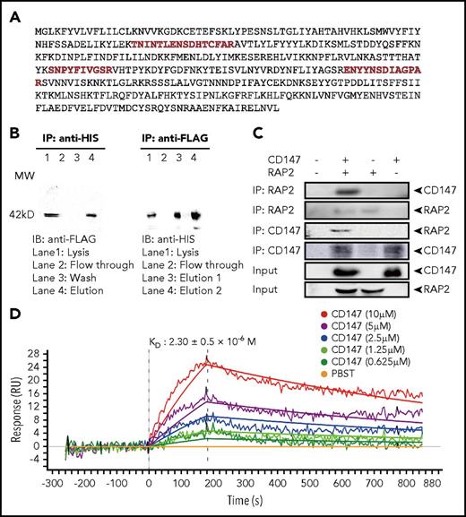 Figure 1. CD147 and RAP2 interaction. (A) The full length of the RAP2 protein sequence with mass spectrometry–identified peptide sequences highlighted in red. (B) Western blots showing Co-IP of CD147 and RAP2 overexpressed in HEK-293 cells. CD147 is HIS-tagged and RAP2 is FLAG-tagged. Reciprocal pull-down and detection results are shown. (C) Western blots showing Co-IP of CD147 and RAP2 protein purified from Escherichia coli. Reciprocal Co-IP and detection results are shown. (D) The binding affinity of RAP2 to CD147 by SPR. The calculated KD value is shown as mean ± standard deviation (SD). RU, response units.