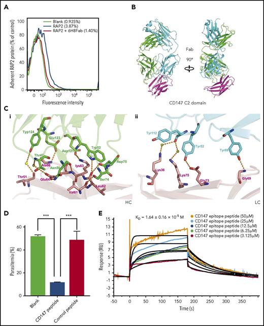 Figure 2. Disruption of the CD147-RAP2 interaction by 6H8. (A) The overlaid flow cytometry assays of the protein-cell adhesion tests. The blank control (black), RAP2 binding to red blood cells (blue), and the reversal of the binding by 6H8Fab (red). The adhesion was detected by anti-HIS rabbit antibody and visualized with fluorescein isothiocyanate fluorescent secondary antibody by flow cytometer. (B) The crystal structure of the CD147D1-6H8Fab complex. (C) Detailed CD147D1-6H8Fab interface. (Ci) For the heavy chain of 6H8, the CD147 binding interface is located at a groove formed by CDR-H1, -H2, and -H3, where D1-βC′ (61VLKEDA66) is half buried in the groove, resulting in 3 hydrogen bonds between D1-βC′ and the heavy chain. (Cii) Binding of CD147D1 to the light chain of 6H8 is weaker than that to its heavy chain, where 2 hydrogen bonds exist between the D1-βE and the light chain of 6H8; no hydrophobic interaction was observed. (D) The invasion assay of the CD147 peptide derived from the CD147-6H8 interface epitope against P falciparum 3D7 strain in vitro (n = 3). The control peptide represents the randomized sequence of the CD147 peptide. For data acquisition, parasitemia was measured by SYBR Green I staining with a flow cytometer. Values are mean ± standard error of the mean (SEM). (E) The binding kinetics of the CD147-derived peptide to RAP2 by SPR. The calculated KD value is shown as mean ± SD. P values were calculated by using the analysis of variance test. ***P < .0001.