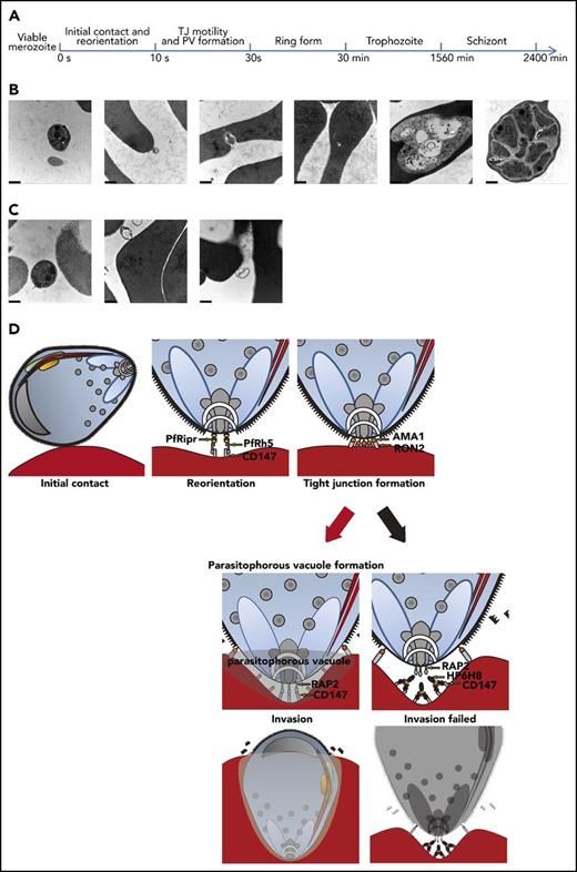 Figure 4. Merozoites invasion with or without HP6H8 treatment. (A) Timeline of the merozoite invasion process in this study. (B) The development of merozoites during invasion in normal conditions observed with a TEM. Scale bar, 500 nm. (C) Merozoite invasion after HP6H8 treatment observed with a TEM. Scale bar, 500 nm. (D) Model of key receptors and ligands participating in the invasion process. (Black arrow) HP6H8 stopped PV formation by blocking the interaction between CD147 and RAP2.