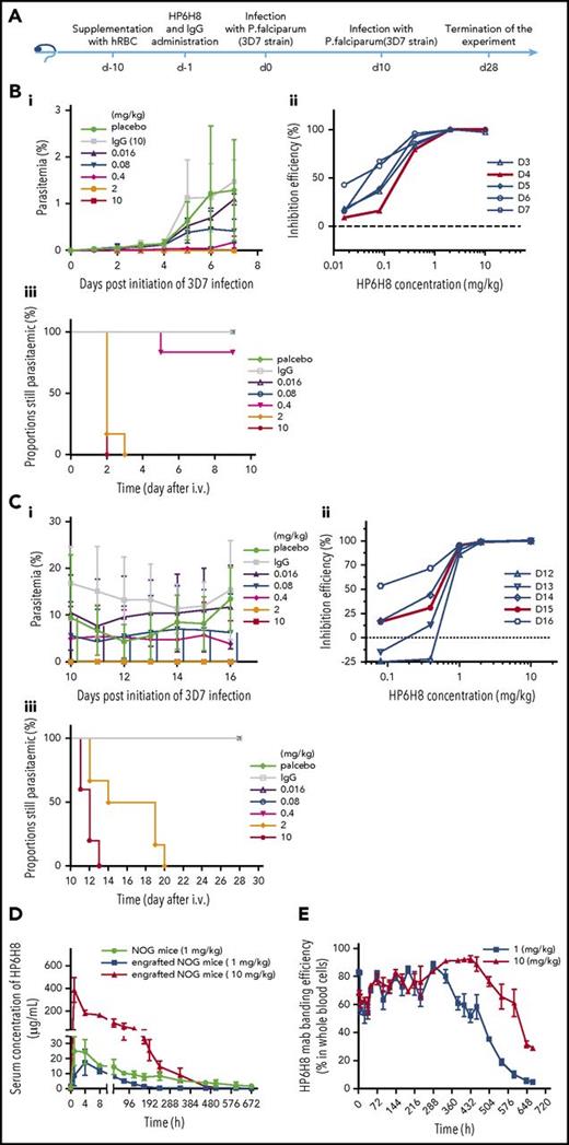 Figure 5. Prevention efficacy and pharmacokinetics of HP6H8. (A) Schedule of the prevention challenge tests in huRBC-engrafted NOG mice. (Bi) Parasitemia, (Bii) inhibition efficacy, and (Biii) the proportion of mice remaining parasitemic after the first P falciparum infection. (Bi-Bii) Lines show doses of HP6H8 at 0.016, 0.08, 0.4, 2, and 10 mg/kg, placebo group, and IgG 10-mg/kg group (n = 3, 4, 6, 6, 6, 6, and 4, respectively). (Biii) Proportion still parasitemic was analyzed by survival analysis, which showed the clean time of the complete elimination of parasites in mice with doses of HP6H8 at 0.016, 0.08, 0.4, 2, and 10 mg/kg, placebo group, and IgG group (n = 5, 5, 6, 6, 6, 8, and 6, respectively). (Ci) Parasitemia and (Cii) inhibition efficacy after the second infection with doses of HP6H8 at 0.016, 0.08, 0.4, 2, and 10 mg/kg, placebo group, and IgG group (n = 5, 5, 6, 6, 5, 5, and 3, respectively). (Ciii) Survival analysis of the proportion of mice remaining parasitemic; n = 6 for HP6H8 at 0.016 mg/kg and placebo groups; n = 5 for other groups. (D) Concentrations of HP6H8 in serum of engrafted and nonengrafted mice. (E) Positive rates of HP6H8-binding RBCs in engrafted mice.