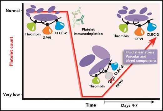 Under normal physiological conditions, platelet production maintains a platelet count at an appropriate level. Treatment of mice with anti-platelet antibodies results in a rapid specific immunodepletion of platelets. After the anti-platelet antibodies are cleared, recovery of the platelet count ensues. NFYPs are produced, and, during the recovery phase, a transient loss of GPVI-specific function can be detected. Time-dependent exposure to vascular and blood-specific components as the NFYPs circulate may subsequently enable GPVI function as a normal platelet count is restored.