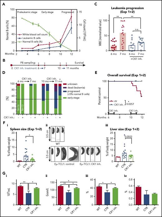Figure 5. CK1δ/ε inhibitor PF-670462 delays leukemic onset in the Eµ-TCL1 transgenic mouse model of CLL. (A) Typical disease development in the model used in panels B through G. (B) Scheme of experiment. (C) Delay in the leukemia onset in the case of CK1 inhibitor treated group is presented as a difference in WBC counts. Only mice in the control group (N = 16) significantly progressed between months 6 and 7 (P = .0036, paired Student t test); CK1 inhibitor treated mice: N = 13, paired Student t test. The WBC counts were significantly different between groups after the treatment period (P = .0030, unpaired Student t test). Results from 2 independent experiments were merged together. WBC (normalized value): 0% = the lowest value in each data set; 100% = the highest value in each data set. Columns represent median. (D) Repeated treatment by the CK1 inhibitor at months 6 to 7 and 10 to 11 significantly delays progression of the disease, measured as a ratio of mice with highly progressed stage/dead mice vs mice with early stage of the disease in time (P = .0142, χ2 test). Dead of leukemia refers to mice that had enlarged spleen and had detectable progressed leukemia at the last PB sampling before death. (E) The inhibitor-treated mice lived significantly longer compared with the control group (N = 13 treated vs 16 control animals, experiments 1 and 2 merged; P = .0257, log-rank test). Overall survival is presented starting from the sixth month = start of the first treatment cycle. (F) Organ sizes were analyzed at the end of the experiment or at the time of death. WT, age-matched nontransgenic wild-type C57BL/6 littermates. (Fi) Spleens of the inhibitor treated mice were significantly smaller compared with the control group (N = 12 treated, 13 control and 3 WT animals, P = .0114, Mann-Whitney U test). (Fii) Examples of the spleens obtained by autopsy. (Fiii) A similar but not significant trend was noted in liver. Columns represent median. (G) PB analysis by hemoanalyzer was performed on 7 CK1 inhibitor treated mice and 4 control mice after the end of the survival analysis (experimental data set 1). The inhibitor treated mice were significantly less anemic, which is indicated by higher RBC counts (i) and hemoglobin (ii; HGB) or hematocrit (iii; HCT) levels compared with the control animals, close to WT littermates (N = 6). (iv) Plateletcrit (PCT) was not increased by treatment. Unpaired Student t test was used. Values are presented as mean ± SEM.