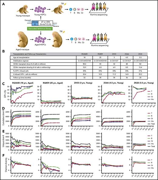 Figure 1. Experimental design and clonal characteristics of hematopoiesis. (A) Schematic diagram of the rhesus macaque autologous transplantation model. CD34+ cells were collected following mobilization and transduced with a lentiviral vector containing a 6 base-pair library ID followed by a highly diverse 27 or 35 base-pair randomly generated barcode library. After total body irradiation, the transduced CD34+ cells were reinfused back into the autologous macaque, and T cells (T), B cells (B), monocytes (Mo), and granulocytes (Gr) were purified after transplantation. Barcode retrieval was performed by polymerase chain reaction of genomic DNA and illumina sequencing. (B) Transplantation characteristics of 2 aged (RQ3600, RQ859) and 3 young (ZH33, ZG66, ZK22) macaques. (C) Percentage of GFP+ cells in hematopoietic lineages across time after transplantation. (D) Cumulative number of independent barcoded clones detected above the threshold at a minimum of 1 time point is shown for each hematopoietic lineage and the total for all lineages across time. Clone numbers were calculated after applying a threshold of a clone achieving a fractional read abundance of at least 0.05% in at least 1 cell type at a minimum of at least 1 time point. The plateaus indicate highly sensitive capture of contributing clones. (E) Number of unique barcoded clones detected at each time point in each hematopoietic lineage and in all lineages. (F) Shannon diversity of each lineage and for all lineages. The Shannon diversity index encompasses both the number of clones and the evenness of their distribution.