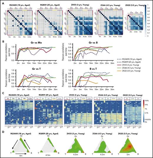 Figure 2. Short-term clonal contributions and emergence of MP clones. (A) Summary of clonal relationships at a population level as depicted by Pearson correlation coefficients of fractional contributions from all valid barcodes for all samples through 6.5 m. P values were all highly significant based on thousands of clones analyzed. (B) Pearson correlations between lineages plotted across time. Dashed lines represent the aged animals and solid lines, the young animals. (C) Heat maps of contributions from top contributing clones across time and across lineages during initial hematopoietic reconstitution through 6.5 m, ordered by unsupervised hierarchical clustering of the Euclidean distance between barcodes’ log fractional abundances in the samples. Each row in the heat map corresponds to a barcode and each column to a sample. The top 10 most abundant barcodes in at least one of the depicted samples are plotted across time in all samples. Color gradient depicts the log fractional contribution of individual barcodes to each sample. (D) Ternary (triangle) plots of the clonal contributions to T cells, B cells, and Gr in young and aged macaques at 4- to 5-m time points. Each dot within the triangle represents an individual barcode (clone), and the location of the dot within the triangle corresponds to the ratio of barcode abundance in each of the 3 cell lineages. Kernel density of dots within triangle regions is represented by colors and represents the density of dots (barcodes); red depicts high density and green depicts lower density.