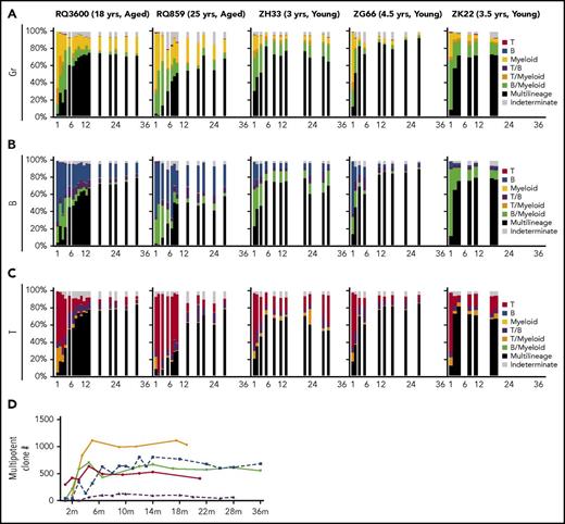 Figure 3. Contributions of MP vs biased clones to hematopoiesis. The relative contributions of all MP, myeloid-biased (Gr), B-biased, T-biased, Gr/B-biased, Gr/T-biased, B/T-biased, and indeterminate clones (falling between unilineage and bilineage biased) across time after transplantation to Gr (panel A), B cells (panel B), and T cells (panel C). Each barcoded clone was categorized, and its fractional contribution to the lineage was summed to create the stacked bars. MP: ≤10-fold ratio of contributions between Gr, T, and B lineages (black); myeloid (Gr)-biased: >10-fold ratio of Gr vs T and B contributions (yellow); B-biased: >10-fold ratio of B vs Gr and T contributions (blue); T-biased: >10-fold ratio of B vs Gr and T contributions (red); T/myeloid-biased: T and Gr both >10-fold biased vs B and ≤10-fold biased toward each other (orange); B/myeloid-biased: B and Gr both >10-fold biased vs T and ≤10-fold biased toward each other (green); T/B-biased: T and B both >10-fold biased vs Gr and ≤ 10-fold biased toward each other (purple); indeterminate: falling in between unilineage and bilineage definitions (gray). (D) Number of MP clones detected as contributing at each time point for young (solid lines) and aged (dotted lines) animals.