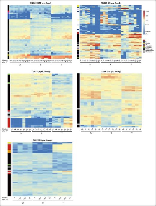 Figure 4. Long-term tracking of clones in aged vs young animal populations. Heat maps showing the log fractional contributions of individual top clones to each lineage for time points between 6 months and longest follow-up for the 2 aged macaques and for the young animals with follow-up >2 years. Barcodes that are the top 10 most abundant barcodes in at least one of the depicted samples are plotted over all samples. Heat maps are ordered by unsupervised hierarchical clustering of the Euclidean distance between barcodes’ log fractional abundances in the samples. Each row in the heat map corresponds to a barcode and each column to a sample. Color gradient depicts the log fractional contribution of individual barcodes to each sample. Colored bars on the left of each heat map reflect the clone bias “type” of each clustered group of clones as defined in the text and in Figure 3. MP: black; myeloid (Gr)-biased: yellow; B-biased: blue; T-biased: red; T/B-biased: purple; T/myeloid-biased: orange; B/myeloid-biased: green; indeterminate: gray; short-term: white. TP: transplantation.