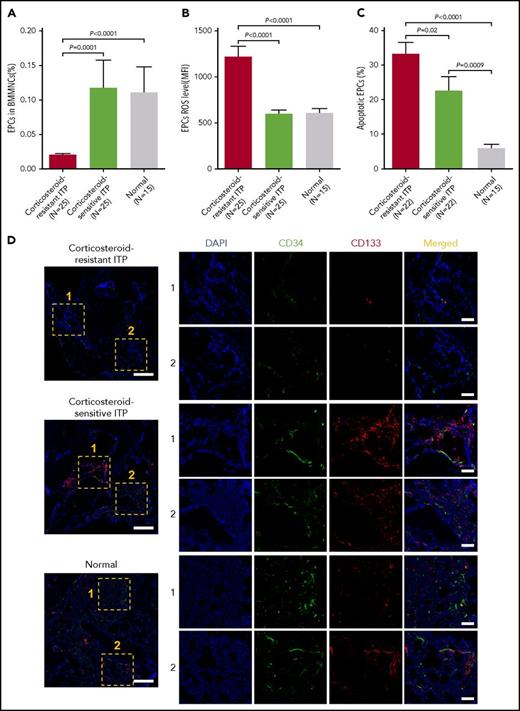 Figure 1. Reduced percentages and increased levels of ROS and apoptosis in precultivated BM EPCs from corticosteroid-resistant ITP patients. The (A) percentages and levels of (B) intracellular ROS and (C) apoptosis in precultivated BM EPCs were analyzed by flow cytometry in patients with corticosteroid-resistant ITP and corticosteroid-sensitive ITP and healthy controls (Normal). (D) Mouse anti-human CD34 (green) and rabbit anti-human CD133 (red) were incubated to identify the BM EPCs. DAPI (blue) was used to stain the nucleus. In situ histological analyses of the BMBs showed that the frequency of the double-positive–stained (merged in yellow) EPCs with CD34 and CD133 was significantly reduced in corticosteroid-resistant ITP patients compared with corticosteroid-sensitive ITP patients and healthy controls according to immunofluorescent staining (scale bars, 50 μm). Subject variables were compared using the Mann-Whitney U test for continuous variables. All P values <.05 were considered significant and were provided in the figure. MFI, mean fluorescence intensity.