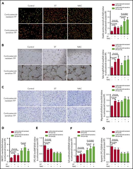 Figure 4. In vitro treatment with atorvastatin and NAC demonstrated superior effects on the number, proliferation, apoptosis, and ROS levels of cultivated BM EPCs from corticosteroid-resistant ITP patients compared with corticosteroid-sensitive ITP patients. The cultivated BM EPCs from corticosteroid-resistant ITP and corticosteroid-sensitive ITP patients were incubated with atorvastatin (ST; 500 nM) or NAC (1 mM). The effects of the different treatments on representative images (left panel) and quantification (right panel) of (A) double-positive–stained (merged in yellow) with DiI–Ac-LDL (red) and FITC–UEA-I (green) (per well) (original magnification ×10), (B) tube formation inspected on an inverted light microscope (original magnification ×4), and (C) the migrated cells (blue) which were fixed and stained with crystal violet (original magnification ×10) of cultivated BM EPCs from corticosteroid-resistant ITP patients and corticosteroid-sensitive ITP patients were compared at day 7 in culture. In addition, the (D) cell number (per well), (E) ROS levels, (F) cell proliferation, and (G) apoptosis of cultivated BM EPCs from corticosteroid-resistant ITP patients and corticosteroid-sensitive ITP patients were compared at day 7 in culture. The data were expressed as fold-change relative to corticosteroid-resistant ITP. The Wilcoxon test for paired data was used to identify the drug effects. All P values <.05 were considered significant and were provided in the figure. OD, optical density.