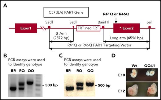 Figure 1. Novel C57BL/6 mice strains carrying either Arg41Gln or Arg46Gln mutations in PAR1 were generated. (A) C57BL/6 embryonic stem cells were used to generate mutations in mice using homologous recombination methods to incorporate the targeting vector pBS-FRT-PGK-NEO-FRT, as outlined in the panel and as described in supplemental Data. (B-C) To identify genotype for offspring from mating of QQ41 and QQ46 heterozygotes, PCR assays gave clear indication of genotypes, namely RR, RQ, or QQ, as shown for residues (B) 41 and (C) 46, respectively (see supplemental Data for methods). The DNA gel images were obtained from Bio-Rad GELDOC XR equipped with the image software Quantity One from Bio-Rad (Hercules, CA). (D) To record fetus development as observed at days 10 (E10) and 12 (E12) following plug formation, pictures of Wt and QQ41 embryos were taken under normal lighting. At E10, some QQ41 embryos were significantly smaller and underdeveloped compared with Wt embryos; however, no systematic analysis of embryogenesis was made.