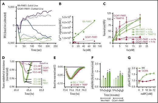 Figure 2. Arg41Gln and Arg46Gln PAR1 point mutations cause the predicted cellular responses to thrombin, TRAP, and APC as determined using microvascular BECs. (A) After BECs from QQ41-PAR1 mice or Wt mice were seeded in 384 well plates and the calcium dye Fluo-8 AM was added and incubated for 30 minutes, calcium release was triggered by addition of 20 nM thrombin (final concentration) (blue lines), ionomycin (purple lines), or control buffer (black lines), and calcium flux was recorded over 240 seconds. Solid lines represent results for BECs from Wt mice and dashed lines represent data for BECs from QQ41-PAR1–homozygous mice. (B) Area under curves (AUC) for calcium release (seen in panel A) were plotted for different doses of thrombin, which showed that thrombin gave the predicted dose-dependent increase in calcium ion release in Wt BECs whereas thrombin failed to initiate ion flux in BECs from QQ41-PAR1 mice. (C) Calcium flux was determined as described in “Materials and methods” following addition of different doses of a 10-mer TRAP10 and of mouse (m) or human (h) thrombin at varying doses to BECs from QQ41-PAR1 mice or Wt mice. Data points represent the normalized relative integrated total ion flux (RFU) increase that was recorded over 4 minutes compared with controls. Error bars represent standard error of the mean (SEM) for at least 3 separate experiments. Significance was analyzed using 2-way ANOVA. *P < .05. (D) Time-dependent changes in TER caused by thrombin (2.5, 5, and 10 nM) were recorded for BECs from Wt mice and QQ41-PAR1 mice. (E) The changes in TER caused by 20 μM TRAP10 for cultured BECs obtained from Wt mice and QQ-PAR1 mice were recorded. (F-G) Phosphorylation of Ser473 in Akt in BECs obtained from Wt mice and QQ41-PAR1 mice caused by murine APC (mAPC; 90 nM final in panel F) or BECs obtained from Wt mice and QQ46-PAR1 mice was determined. Total Akt antigen levels were used as loading controls to determine the ratio of phosphorylated Akt (pAkt)/Akt, which was normalized to 1.0 for no APC at zero time. Blots were scanned on LICOR and quantified error bars represent SEM for at least 3 separate experiments. Significance was analyzed using 2-way ANOVA. CI, confidence interval.