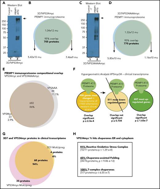 Figure 4. Synthetic elevation of PI3P that induces resistance in absence of K13 mutation yields vesicle immunoproteomes enriched in signatures of proteostasis and clinical resistance. (A-B) Detection of PfEMP1 (arrow) captured by anti-ATS antibodies (but not in its absence; −1°) from PfVPS34myc and mass intensity properties of 2 replicate immunoproteomes. (C-D) Detection of PfEMP1 (arrow) captured by anti-ATS antibodies (but not in its absence; −1°) from immunoproteome from PfVPS34AAAmyc (catalytic dead enzyme in which AAA replaces the VPS34-catalytic active-site residues glutamic acid, arginine, and histidine DRH) and mass intensity properties of 2 replicate proteomes. Molecular weight standards are in kDa. (E) Comparative distribution of proteins in proteomes of VPS34myc and VPS34AAAmyc. (F) Hypergeometric analyses showing enrichment of VPS34myc immunoproteome and upregulated (but not downregulated) transcripts of the clinical artemisinin-resistant transcriptome.12 (G) Protein distribution analyses indicating that 95% of Pf3D7 of proteins enriched in the clinical transcriptome are present in the PfVPS34myc PfEMP1 immunoproteome. (H) Number and percentage of hits for indicated chaperone networks in the vesicle immunoproteome from PfVPSmyc reveals substantial association with reactive oxidative stress complex and T-complex chaperones also known as TCP1 ring complex of the UPR. Mu, mass units.