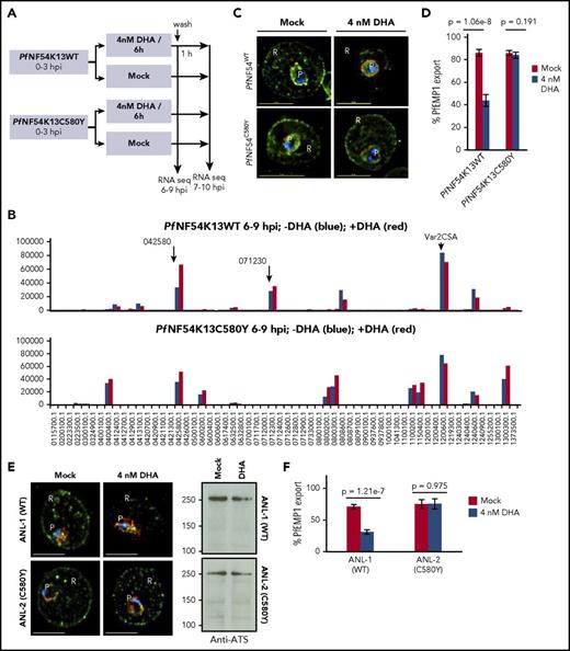Figure 6. Effect of K13 mutation and drug exposure on PfEMP1 expression and export. (A) Schematic of parasite drug exposure. (B) RNA sequence analyses of PfEMP1 expression in 0- to 3-hour PfNF54K13WT and PfNF54K13C580Y rings exposed to 4 nM DHA (positive, red) or mock treated (negative, blue) for 6 hours. Intensity units are as follows: y-axis, PfEMP1 gene id; x-axis, black arrows indicate a major transcript seen in WT parasites. The main PfEMP1 transcript 1200600 (var2csa) was expressed in both wild-type and mutant parasites +/−DHA. Second and third K13WT transcripts (0425800, 0712300) were also expressed in DHA. In C580Y, 0425800, 0400400, 0600200, 0800200, and 0300300 were expressed +/−DHA. PfEMP1 transcript levels were sustained an hour after DHA was washed out (supplemental Figure 5A-B), and parasites successfully matured through subsequent stages of the asexual life cycle (not shown). (C-D) DHA 4 nM potently inhibits PfEMP1 export (green; detected by ATS antibodies in IFA) to the red cell in artemisinin-sensitive PfNF54K13WT but not resistant PfNF54K13C580Y (C). Quantitative analyses of 400 optical sections through 30 infected red cells (D). (E-F) Quantitative analyses of sensitivity of PfEMP1 export (green) to DHA in the artemisinin-sensitive clinical strain ANL-1 but not its resistant clinical counterpart ANL-2 (C580Y). Western blots reveal equivalent PfEMP1 protein levels with or without DHA. For all samples, pixel intensity at 100% exceeded 6.5 × 106 (AU) (panels C-F). Experimental replicates: n = 2 (panels A-B); n = 2 (panels C-F). PfExp2 (Pf-exported protein 2, red), a parasitophorous vacuolar membrane maker, was used to stain the parasite periphery (panels C,E). Scale bars, 5 µm. Imaged with a 100×, NA-1.4 objective on an Olympus IX inverted fluorescence microscope using DeltaVision Deconvolution microscopy software.25 P, parasite; R red cell.