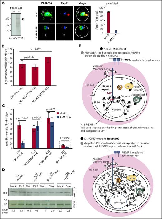 Figure 7. Effect of K13 mutation and drug exposure on export of VAR2CSA, cytoadherence, and models. (A) Antibodies to VAR2CSA detect ∼250 kDa in infected red cells but not in uninfected red cells by Western blots (left; see also supplemental Figure 6A). IFA and fluorescence quantitation (right) show inhibition of VAR2CSA (green) export to the red cell by 4nM DHA in artemisinin-sensitive CS2 strain, in relation to mock treatment. Red, Pf exported protein 2 marker of the parasitophorous vacuolar membrane; Hoechst (blue), parasite nucleus; dotted line, red cell periphery. (B) Parental CS2 parasites or transgenic CS2 expressing K13C580Y show similar levels of adherence to CSA; transgenic expression of K13R539T increases adherence slightly (see supplemental Figure 6C for construction of transgenic lines). (C) Potent inhibition of cytoadherence in parental CS2 by DHA was blocked by in trans expression of K13C580Y and K13R539T. Trans expression of K13WT in CS2 reduced cytoadherence, but DHA further decreased adherence (hatched box; see also supplemental Figure 6D; that HA-tagged K13WT and dominant-negative genes are functional was established by Mbengue et al in 201510). Means (±SDs) from 2 experimental replicates are shown (each with triplicate data points; P values as shown) (panels B-C). Imaged with a 100×, NA-1.4 objective on an Olympus IX inverted fluorescence microscope and quantified using DeltaVision Deconvolution microscopy software.25 (D) Western blots show 4 nM DHA does not block VAR2CSA expression in the CS2 strain (parental) or in transgenic CS2-expressing HA-tagged K13C580Y or K13R539T. Although transgenic K13WT reduces VAR2CSA levels by 50%, DHA does not cause further reduction. Experimental replicates: n = 2 (panels A-D). (E) Models integrate study findings of K13-dependent PI3P tubovesicular action in parasites sensitive and resistant to artemisinins. Key as shown. Green solid circles are apicoplasts; yellow solid circles are food vacuoles; orange solid circles are mitochondria. Scale bars, 5 µm. Exp-2, Pf exported protein 2 marker of the parasitophorous vacuolar membrane; IR, infected red cell; P, parasite; R, red cell; TriC, TCP1 ring complex; UR, uninfected red cell.
