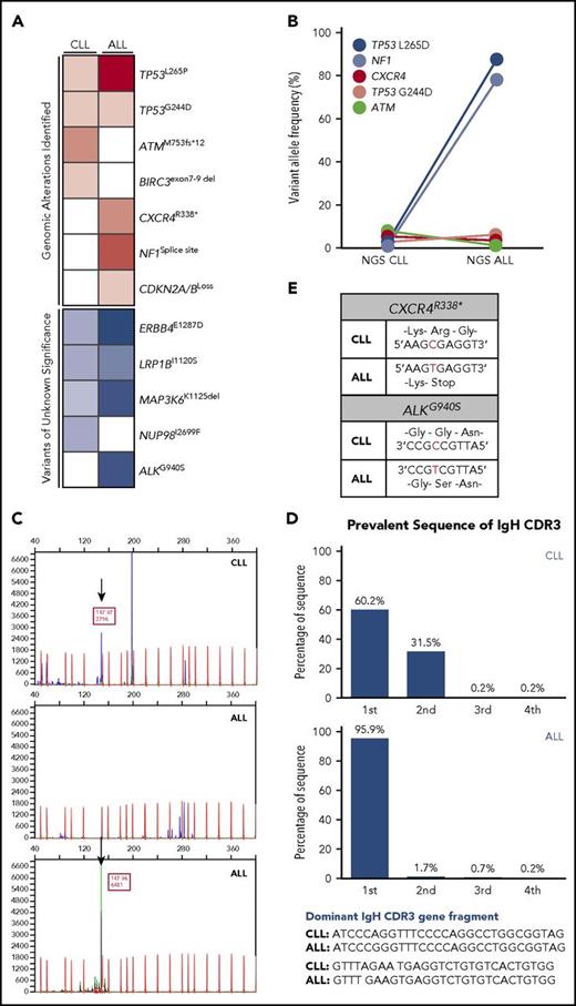 Figure 2. Analyses of clonality between CLL and ALL bone marrow samples. (A-B) NGS assessment was performed by Foundation One Heme, encompassing 406 genes and selected introns of 31 genes that are involved in the gene rearrangement and cancer related at the time of CLL and ALL diagnosis, respectively. DNA was extracted from BM samples (paraffin-embedded tissue) obtained at the diagnosis of CLL and ALL. Tumor mutational burden was measured by the number of somatic protein coding base substitution, insertion, and deletion mutations in the tumor specimen as part of NGS analyses. NGS showed an expansion of TP53L265D mutant clone. (C) For BCR gene rearrangement analysis, polymerase chain reaction (PCR) and capillary gel electrophoresis were adopted. DNA was extracted from paraffin-embedded BM cell clots and used in PCR amplification using Biomed-2 primers targeting all 3 immunoglobulin heavy chain (IgH) frameworks and immunoglobulin κ light chain (InVivoscribe Technologies) in fiver multiplex amplification tubes, each targeting conserved sequence in either framework (FR) 1, 2, or 3 of VH and DH in conjunction with a consensus (JH) primer in case of IgH. The primers for Vκ and Jκ, and Vκ and Kde are used for immunoglobulin κ light chain gene rearrangement. The PCR products were separated and detected by capillary gel electrophoresis on the ABI 3130x1. Blue and green peaks are PCR products amplified in CLL and ALL samples. Red peaks in the background stand for internal standard for molecular weight. BCR gene rearrangement analysis showed an identical monoclonal peak at molecular weight of 147.97 (black arrows). (D) Paraffin-embedded BM cell clots were obtained from the patient at diagnosis of CLL and B-ALL and sent to Adaptive Biotechnologies (Seattle, WA) for immunoglobulin heavy and light chain (VDJ, DJ, IgK) high-throughput sequencing using ClonoSeq assay to compare the sequence differences in clonal BCR gene rearrangements. The frequency of the most common 4 sequences (blue bars) identified on ClonoSeq analyses are presented. They are marked as first, second, third, and fourth in each CLL (upper) and ALL (bottom) sample. ClonoSeq confirmed identical IgH sequences of BCR gene rearrangement segments between CLL and ALL samples. (E) Sequencing of CXCR4 and ALK genes in CLL and ALL showed C-to-T mutation.