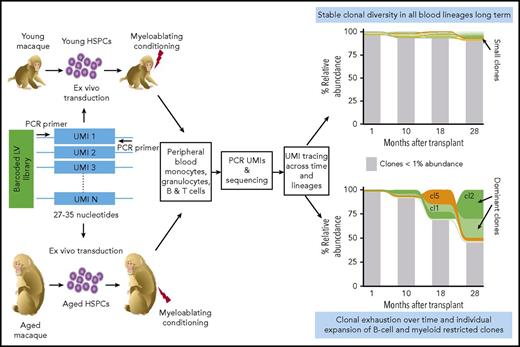 Clonal tracking of aged hematopoiesis by genetic barcoding in nonhuman primates. HSPCs from aged and young rhesus macaques are transduced with a GFP-expressing LV library containing unique molecular identifier (UMI) or barcode. Each LV-marked HSPC harbors a distinctive UMI stably integrated in its genome that will be inherited by its progeny after transplantation. Polymerase chain reaction (PCR) amplification and sequencing of the UMIs contained in the genomic DNA of peripheral blood–derived myeloid and lymphoid cells allows us to track and quantify clonal abundance of individual clones across time and cell lineages. The graphs on the right are a schematic example of the changes in clonal abundance and complexity over time in the blood of young and aged macaques; clones with an abundance >1% (cl1, cl2, and cl5) are color coded. Aged macaques display a reduction in clonal diversity and a pronounced expansion of both myeloid and B-cell lineage restricted clones at later time points compared with young macaques. The figure has been adapted from Figure 1 in the article by Yu et al that begins on page 1195.