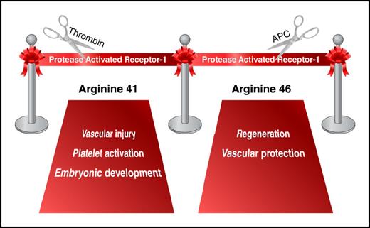Grand opening for PAR1 research in vivo. Professional illustration by Somersault18:24.