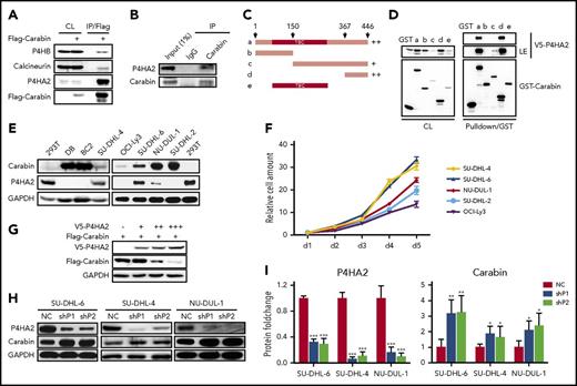 Figure 2. Hydroxylase P4HA2 forms a complex with Carabin and downregulates Carabin. (A) Carabin exotically interacts with P4HA2. 293T cells were transfected with Flag-Carabin. Cell lysates were prepared and subjected to immunoprecipitation with (M2) anti-Flag beads. The immunoprecipitates were analyzed by WB with anti-Flag, P4HA2, P4HB, and calcineurin antibodies. (B) Carabin combines with P4HA2 in vivo. SU-DHL-6 cell lysates were incubated with protein A/G-Sepharose with either anti-Carabin or control IgG antibody. The immunoprecipitates were resolved by SDS-PAGE and followed by WB with anti-Carabin and anti-P4HA2 antibodies. (C) Schematic diagram of truncated GST-Carabin. Various truncated mutation constructs of GST-Carabin are shown schematically. (D) Mapping the interaction domain of Carabin with P4HA2. Purified GST fusion protein of Carabin WT (a) or mutants (b-e) were bound to glutathione-Sepharose beads and incubated with lysates of 293T cells transfected with the V5-P4HA2 expression construct. Cell lysates (CL) and GST pulldown immunoprecipitates were analyzed by WB. (E) Negative relevant expression of Carabin and P4HA2 in B-lymphoma cell lines. Detection protein expression of Carabin and P4HA2 in DB, BC2, SU-DHL-4, SU-DHL-6, OCI-Ly3 NU-DUL-1, and SU-DHL-2 B-lymphoma cell lysates. 293T are the positive controls of P4HA2. (F) Positive correlation between P4HA2 expression and DLBCL cell proliferation. Cell growth assays were analyzed as described above. Points, mean (n = 6); bar, SD. (G) Overexpression of P4HA2 leads to degradation of Carabin in a dose-dependent manner. The same amount of Flag-Carabin was cotransfected with increasing amounts of V5-P4HA2 plasmids into 293T cells. The protein levels of Flag-Carabin and V5-P4HA2 were detected by WB. (H) Carabin protein is upregulated by knockdown of P4HA2 in B-lymphoma cells. SU-DHL-4, SU-DHL-6, and NU-DUL-1 cells of P4HA2 knockdown were analyzed Carabin expression by WB. (I) Quantification of Carabin upon P4HA2 knockdown. Columns, mean (n = 3); bar, SD; *P < .05; **P < .01; ***P < .001. NC, control cell; shP1, cells stably expressing P4HA2-specific shRNA1; shP2, cells stably expressing P4HA2-specific shRNA2.