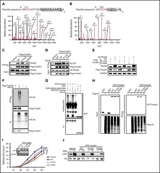 Figure 3. P4HA2 hydroxylates Carabin on Pro306. (A-B) MS/MS spectra of 2 tryptic peptides (A, Pro116; B, Pro306) derived from MS/MS spectra of 2 tryptic peptides derived from Carabin. The b ion and y ion are fragment ions of tryptic peptide in tandem mass spectrometry. The x and y axes represent m/z and relative ion intensity, respectively. (C) P306A mutant of Carabin binds weakly to P4HA2. 293T cells were transfected with WT Carabin or mutant Flag Carabin as shown. Endogenous P4HA2 was detected in Flag-immunoprecipitated complexes by anti-P4HA2 antibody. (D) Diminished hydroxylation of P306A Carabin mutant. 293T cells were cotransfected with V5-P4HA2 and the illustrated plasmids. As shown, cell sample was treated with EDHB (200 μM for 12 hours). The Flag-immunoprecipitates were resolved by SDS-PAGE. Specific hydroxylation antibody (Hy-OH) for the substrates of hydroxylases was used to reveal the hydroxylation of Flag-Carabin. (E) P306A mutant of Carabin is stable. 293T cells were cotransfected with plasmids as shown. Cell lysates were determined by WB. (F) Carabin can be polyubiquitinated. 293T cells were transfected as shown. Before harvest, cells were treated with MG132 (5 µM for 8 hours). Cell lysates were incubated with Flag beads. Then, the immunoprecipitates were resolved by SDS-PAGE. The polyubiquitinated forms of GST-Carabin were detected by WB with anti-hemagglutinin (HA) antibody. (G) Ubiquitination of Carabin is dependent on the hydroxylation in vitro. Purified GST-Carabin proteins were combined with hydroxylate substrates and His-Ub as shown. After His pulldown, complexes were analyzed by WB. (H) Declined ubiquitination of the P306A Carabin mutant. 293T cells were cotransfected as shown. After MG132 treatment (5 μM for 8 hours), cell lysates were prepared and subjected to immunoprecipitation with Flag beads or GST beads, respectively. The immunoprecipitates were analyzed by WB with anti-Flag and anti-GST antibodies. (I) Growth of SU-DHL-6 cell expressed P306A mutant of Carabin is slow. Overexpression of WT or mutant Carabin in SU-DHL-6 cells was carried out by lentivirus and detected by WB. Cell growth assay was performed as depicted in Figure 1B. Points, mean (n = 6); bar, SD; *P < .05, ***P < .001. (J) SU-DHL-6 cell-expressed P306A mutant of Carabin has the lowest kinase activity of Erk. Cells depicted as in panel I were stimulated with PMA (40 ng/mL) for 10 min (+) or not (−). Cell lysates were analyzed using an anti-phospho Erk antibody. Erk were used as a loading marker.