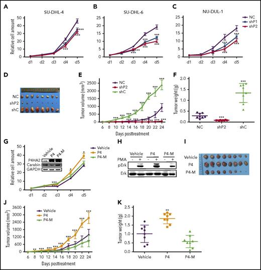 Figure 4. P4HA2 promotes the growth of B lymphoma. Suppression of P4HA2 inhibits proliferation of B-lymphoma cells. Growth assays were carried out with SU-DHL-4 (A), SU-DHL-6 (B), and NU-DUL-1 (C) cells of P4HA2 knockdown. Points, mean (n = 6); bar, SD; ***P < .001. (D-F) Suppression of P4HA2 inhibits proliferation of B-lymphoma cells in vivo. The resected tumors (D) from individual nude mice. Eight mice were used in each group. The tumor volume (E) of the xenografts. Points, mean (n = 8); bar, SD; ***P < .001. The tumor weight (F) of the xenografts after dissection. Scatter plot, mean (n = 8); bars, SD; ***P < .001. (G) P4HA2 improves B-lymphoma cell proliferation depending on its enzyme activity. SU-DHL-4 cells were stably transfected with P4HA2 (P4), enzyme inactivation (P4-M), and the control (Vehicle) by lentivirus, respectively. Cell growth assay was performed as above. Points, mean (n = 6); bar, SD; *P < .05; ***P < .001. (H) P4HA2 facilitates Erk1/2 phosphorylation depending on its enzyme activity. Phosphorylation of Erk was detected after PMA stimulating as depicted in Figure 3J. (I-K) P4HA2 promotes B-lymphoma cell proliferation in vivo depending on its enzyme activity. The resected tumors (I) from individual nude mice. The tumor volume (J) of the xenografts. Points, mean (n = 8); bar, SD; ***P < .001. The tumor weight (K) of the xenografts after dissection. Scatter plot, mean (n = 8); bars, SD; ***P < .001.