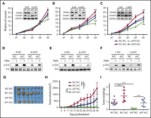 Figure 5. P4HA2 improves B lymphoma depending on Carabin. Knockdown of Carabin abolishes the inhibition of B-lymphoma cell growth by suppression of P4HA2. SU-DHL-4 (A), SU-DHL-6 (B), and NU-DUL-1 (C) cells transduced with P4HA2 shP2 or NC control were induced to express Carabin shC or NC control. Then, a cell growth assay was performed. Points, mean (n = 6); bar, SD; *P < .05; ***P < .001. Knockdown of Carabin abolishes the inhibition of Erk1/2 kinase activity by suppression of P4HA2. SU-DHL-4 (D), SU-DHL-6 (E), and NU-DUL-1 (F) cells were stimulated with PMA (40 ng/mL) for 30 minutes (+) or not (−), and then analyzed by immunoblotting for the indicated proteins. (G-I) P4HA2 promotes B-lymphoma cell proliferation in vivo depending on Carabin. The resected tumors (G) from individual nude mice. The tumor volume (H) of the xenografts. Points, mean (n = 7); bar, SD; *P < .01; ***P < .001. The tumor weight (I) of the xenografts after dissection. Scatter plot, mean (n = 7); bars, SD; ***P < .001.