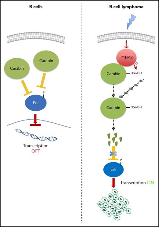 Figure 7. The model diagram of P4HA2 regulating Carabin in B-lymphoma cells. The picture depicts a working model of how Carabin is modified by P4HA2 in B-cell lymphoma tumorigenesis, thereby degrading Carabin and increasing Erk activity in tumor cells.