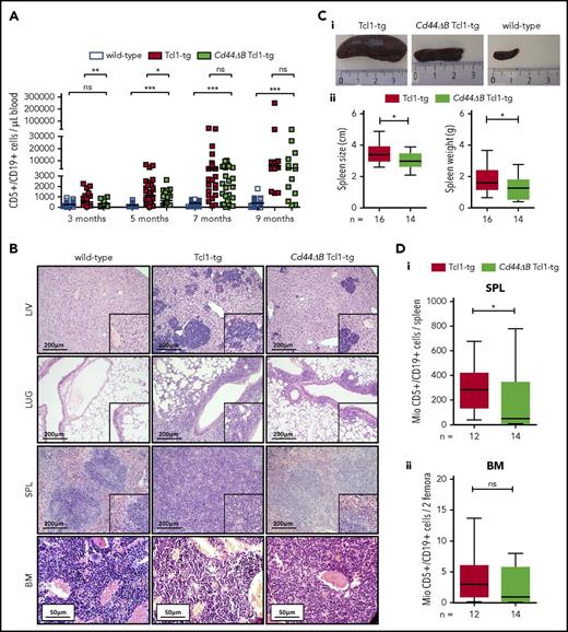 Figure 2. B-cell–specific CD44 deletion leads to a delayed leukemic onset and reduced tumor infiltration in vivo. (A) A CLL mouse model with a B-cell–specific Cd44 knockout, henceforth the Cd44ΔB Tcl1-tg mouse, was established. The amount of PB CD5+/CD19+ cells per microliter in wild-type, Tcl1-tg, and Cd44ΔB Tcl1-tg mice was measured by flow cytometry during early disease development (3 and 5 months) and progressive disease (7 and 9 months). (B) Organ infiltration of Tcl1-tg and Cd44ΔB Tcl1-tg mice at end stage of disease or age-matched C57BL/6 (wild-type) mice was determined by histology of 3 different mice per genotype. Hematoxylin and eosin staining of LIV, lung (LUG), SPL, and BM of 3 different mice of each genotype was analyzed. Images from representative regions are shown. (Ci) Representative spleens of Tcl1-tg, Cd44ΔB Tcl1-tg, and wild-type mice are shown. (Cii) Spleen size and weight were measured at end stage of disease from Tcl1-tg and Cd44ΔB Tcl1-tg mice. (D) The absolute number of CD5+/CD19+ cells in the whole spleen (i) and in both femora (ii) of end-stage diseased Tcl1-tg (n = 12) and Cd44ΔB Tcl1-tg (n = 14) mice was determined by flow cytometry. Mio, million.