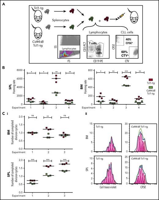 Figure 3. CD44 deficiency of leukemic B cells leads to a homing defect to SPL and BM and reduces proliferation of leukemic cells in SPL in competitive adoptive transfer experiments. (A) Scheme of short-term, competitive, adoptive transfer approach. Splenocytes of Tcl1-tg and Cd44ΔB Tcl1-tg mice were analyzed for the content of leukemic CD5+/CD19+ B cells and stained with different cell dyes, CFSE or CTV, mixed and injected into tail veins of 3 to 4 C57BL/6J recipients per experiment. After 3 hours or 3 days, the number of CD5+/CD19+ cells that had homed to the SPL and BM of the recipients was determined by flow cytometry. (B) Homing of CD5+/CD19+ cells after 3 hours was determined as previously described,11,13 in 4 independent experiments using splenocytes from 4 different Tcl1-tg and 4 Cd44ΔB Tcl1-tg mice. Briefly, homing rate is defined as the number of measured leukemic cells per 1 million measured lymphocytes per 1 million injected cells. (Ci) The number of completed division cycles of injected CD5+/CD19+ cells in SPL and BM of C57BL/6J wild-type recipients after 3 days was analyzed by cell trace dye dilution with FlowJo software and quantified in 3 independent experiments. (Cii) Representative histogram plots of CFSE and CTV fluorescence of in vivo proliferated CD5+/CD19+ cells in SPL and BM after 3 days in C57BL/6J wild-type mice are shown.