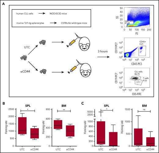 Figure 4. CD44 blockade reduces homing of murine and human leukemic cells. (A) Scheme of short-term adoptive transfer approach. CTV-stained splenocytes of Tcl1-tg mice with anti-CD44 antibody (clone KM201) treatment or untreated controls (UTC) were injected into the tail veins of C57BL/6J recipients. Alternatively, human PBMCs from CLL patients with or without anti-CD44 antibody (clone 515) treatment were injected into nonobese diabetic/severe combined immunodeficiency (NOD/SCID) recipients. After 3 hours, the number of CD5+/CD19+ cells that had homed to SPL and BM of the recipients was determined by flow cytometry using human-specific anti-CD45, anti-CD5, and anti-CD19 antibodies. (B) The rate of CD5+/CD19+ cells from Tcl1-tg mice that had homed to SPL and BM of the recipients was determined in 4 independent experiments. In each experiment, technical duplicates were performed. (C) The rate of CD5+/CD19+ cells from CLL patients that had homed to SPL and BM of the recipients was determined in 7 independent experiments using samples from 7 different CLL patients (all CD49d+, 4 MCLL, 3 UMCLL). In each experiment, technical duplicates were performed, and they were averaged for the analysis.