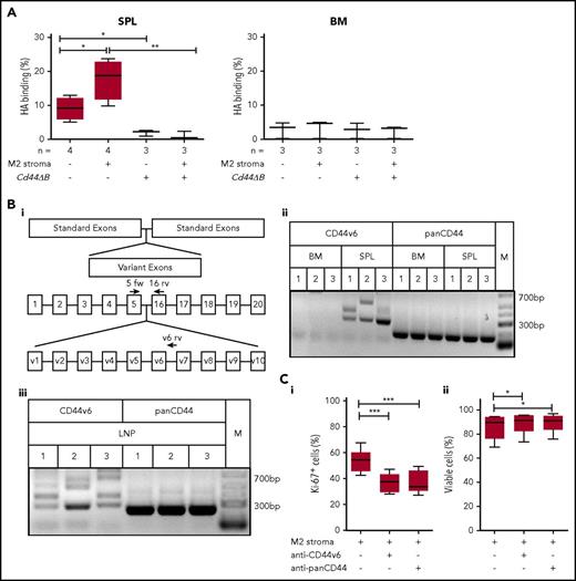 Figure 6. Spleen- but not BM-derived CLL cells bind HA and express long CD44 isoforms containing the variant exon 6, which is important for leukemic cell proliferation. (A) Cytometric analysis of HA binding of SPL- or BM-derived CD5+/CD19+ cells from Tcl1-tg and Cd44ΔB Tcl1-tg that were cultured with or without M2 stromal cells for 48 hours was performed. (Bi) Schematic diagram of the Cd44 gene and the primer design used for RT-PCR. Binding regions of the CD44s forward (5 fw) primer used in combination with a constant exon-specific (16 rv) or variant reverse primer (v6 rv) are indicated with arrows. (Bii) RT-PCR analysis of isoforms containing CD44v6 (5 fw and v6 rv primer combination) and panCD44 (5 fw and 16 rv primer combination) in the Cd44 cDNA from SPL- or BM-derived CD5+/CD19+ cells from Tcl1-tg mice (n = 3, indicated as 1-3) was performed (M1 spleen: lower band CD44v6, upper band CD44v5-6; M2 spleen: lower band CD44v6, upper band CD44v4-6; M3 spleen: CD44v6; supplemental Table 5). Low-range DNA ladder (M) in the right panel. (Biii) RT-PCR analysis in the Cd44 cDNA from LNP-derived CD5+/CD19+ cells from 3 Tcl1-tg mice (indicated as 1-3) (M1: lower band CD44v6, upper band CD44v3v6; M2: main band CD44v6; M3: lowest band CD44v6, second lowest band CD44v5-6; supplemental Table 5) (C) Intracellular Ki-67 expression (i) and percentage of viability (ii) of splenic CD5+/CD19+ leukemic cells cultured on M2 stromal cells and with or without anti-CD44v6 or anti-panCD44 antibody treatment of 48 hours was determined by flow cytometry (n = 6).