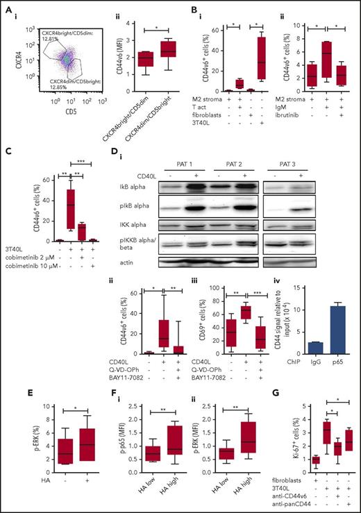 Figure 7. NF-κB- and MAPK-induced CD44v6 expression is linked to human CLL cell proliferation. (A) CXCR4, CD5, and CD44v6 were costained on PBMCs from CD44v6+ CLL patients. (i) Cells were gated according to Calissano et al24; representative dot plot is shown. (ii) Mean fluorescence intensity (MFI) of CD44v6 was compared between the CXCR4highCD5low and the CXCR4lowCD5high subpopulation of CD5+/CD19+ cells (n = 8). (Bi) PBMCs from CLL patients were cultured with M2 stromal cells with or without anti-CD3/CD28 activating beads (T act) or NIH3T3 fibroblasts transfected with or without CD40L (3T40L) for 24 hours. CD44v6 surface expression was determined by flow cytometry (n = 4). (Bii) PBMCs from CLL patients were cultured with M2 stromal cells with or without anti-IgM antibody or ibrutinib for 24 hours. CD44v6 surface expression was determined by flow cytometry (n = 4). (C) PBMCs from CLL patients were cultured with NIH3T3 fibroblasts or 3T40L and treated with 2 or 10 µM cobimetinib for 24 hours. CD44v6 surface expression was determined by flow cytometry (n = 5). (Di) Protein lysates from isolated CLL cells (patients 1-3, PAT 1-3) that were cultured with NIH3T3 fibroblasts transfected with or without CD40L for 24 hours were tested for their IkB α, phospho-IkB α, IKK α (upper band), and phospho-IKK α (upper band) β (lower band) content by western blot. (Dii-iii) PBMCs from CLL patients were treated for 0.5 hour with pan-caspase inhibitor (Q-VD-OPh) and an NF-κB inhibitor (BAY11-7082) for 1 hour and then cultured with NIH3T3 fibroblasts transfected with or without CD40L for 24 hours. (ii) CD44v6 and (iii) CD69 surface expression on viable CD5+/CD19+ CLL cells was determined by flow cytometry (n = 8). (iv) p65 ChIP analysis of the Cd44 promoter was conducted using an NF-κB activated, CLL patient-derived cell line Mec-1 (bars, mean ± standard deviation). One representative out of 3 independent experiments, performed in duplicates, is shown. (E) Unstimulated PBMCs from CLL patients were cultured for 24 hours and treated with HA for 10 minutes. Phosphorylation of ERK was measured in CD5+/CD19+ CLL cells via flow cytometry (n = 5). (F) PBMCs from CLL patients were cultured with NIH3T3 fibroblasts transfected with or without CD40L for 24 hours. HA binding and phosphorylation of p65 (i) and ERK (ii) were measured via flow cytometry (n = 5). (G) PBMCs from CLL patients were cultured with NIH3T3 fibroblasts transfected with or without CD40L for 72 hours with or without anti-CD44v6 or anti-panCD44 antibody. Intracellular Ki-67 expression was determined by flow cytometry (n = 6).