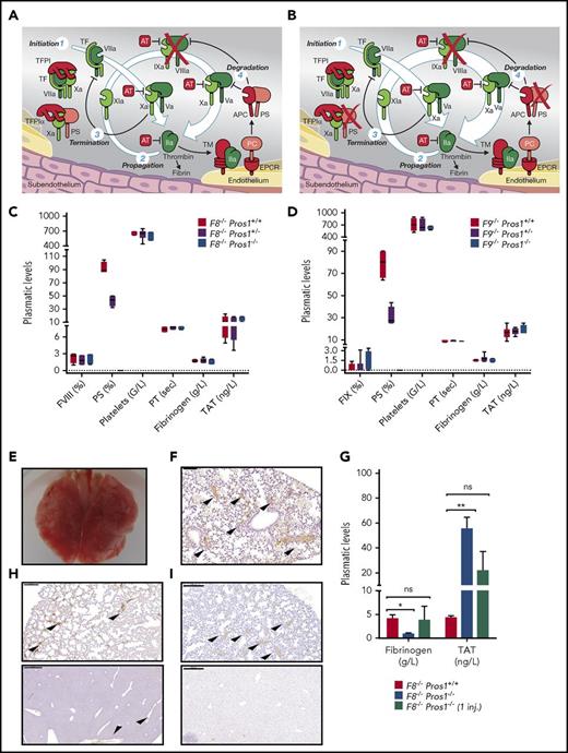 Figure 1. Loss of X-ase activity rescues Pros1−/−mice. (A) Schematic model of thrombin generation in hemophilic condition. One of the major coagulation complexes is the intrinsic tenase (X-ase) complex.45 X-ase comprises activated FIX (FIXa) as the protease, activated FVIII as the cofactor, and factor X (FX) as the substrate. Although the generation or exposure of TF at the site of injury is the primary event in initiating coagulation via the extrinsic pathway, the intrinsic pathway X-ase is important because of the limited amount of available active TF in vivo and the presence of TFPI, which when complexed with activated FX (FXa), inhibits the TF/activated factor VII (FVIIa) complex46 (Figure 1A). Thus, sustained thrombin generation depends upon the activation of both FIX and FVIII47 (Figure 1A). This process is amplified because FVIII is activated by both FXa and thrombin, and FIX is activated by both FVIIa and activated factor XI (FXIa), the latter factor being previously activated by thrombin. Consequently, a progressive increase in FVIII and FIX activation occurs as FXa and thrombin are formed. (B) The experimental approach to enhancing thrombin generation in severe hemophilia A and B by targeting Pros1. (C-D) Murine model validation and evaluation of DIC hematologic parameters in hemophilic adult mice with and without Pros1 deficiency: PS (antigenic), FVIII (coagulant activity), or FIX (coagulant activity) plasma levels in F8−/−Pros1+/+, F8−/−Pros1+/−, and F8−/−Pros1−/− adult mice (C) and in F9−/−Pros1+/+, F9−/−Pros1+/− and F9−/−Pros1−/− adult mice (D) (n = 5 per group); platelets (n = 7 per group), fibrinogen (n = 8 per group), PT (n = 6 per group), and TAT (n = 6 per group) in hemophilia A group (C) and platelets (n = 5 per group), fibrinogen (n = 4 per group), PT (n = 4 per group), and TAT (n = 4 per group) in hemophilia B group (D). (E-F) Macroscopic image of lungs from F8−/−Pros1−/− mice 24 hours after a single intravenous injection of 2 U/g recombinant FVIII (Advate) infusion (E) and corresponding microscopic evaluation of fibrin clots (indicated by arrowheads) in lung section (F). (G-I) Recombinant FVIII (Advate) administration in F8−/−Pros1+/+ and F8−/−Pros1−/−: plasma levels of fibrinogen and TAT at 24 hours after 5 injections of 0.3 U/g Advate IV (injection time points: 1 hour before catheter insertion and 1 hour, 4 hours, 8 hours, and 16 hours after catheter insertion) (n = 3) (G, open and solid columns) and 24 hours after a single IV injection in F8−/−Pros1−/− (n = 3) (G, dashed column), and representative immunohistochemistry allowing the detection of fibrin clots (indicated by arrowheads) in lungs and liver sections in F8−/−Pros1−/− 24 hours after 0.3 U/g repeated IV injections of Advate (H) and after a single IV injection of 0.3 U/g Advate IV (I). All data are expressed as means ± SEM. *P < .05; **P < .005. AT, antithrombin; EPCR, endothelial protein C receptor; inj., injection; ns, not significant. Scale bars: 200 μm.