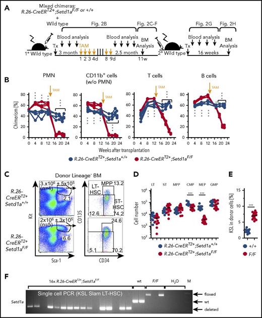 Setd1a-deficient HSCs survive in situ but cannot contribute to hematopoiesis after transplantation. (A) Experimental outline for competitive transplantations using R.26-CreERT2+;Setd1aF/F or Setd1a+/+ Lin− BM donor cells together with wild-type Lin− BM cells (1:1). TAM was induced 3 months after transplantation; the mice were bled regularly and analyzed 2.5 months later. Data for primary transplantation are representative of 4 independent experiments. A total of 107 BM cells from primary recipients were transplanted into secondary recipients; blood chimerism was determined over 16 weeks, and BM chimerism analyzed after 16 weeks. Data for secondary transplantations are representative of 2 independent experiments. (B) Test or control donor cell chimerism in blood neutrophils (PMNs), CD11b+ Gr1−/lo monocytes and eosinophils, and T and B lymphocytes before and after TAM treatment of BM chimeras. (C) Dot plots show the expression of Kit and Sca-1 on Lin− donor BM cells that were further resolved for the expression of CD34 and CD135 from R.26-CreERT2+;Setd1aF/F or control BM chimeras that have received TAM 3 months after transplantation and were analyzed 2.5 months later. (D) Cell number of R.26-CreERT2+;Setd1aF/F or control donor LT-HSCs (LT), ST-HSCs (ST), MPPs, CMPs, MEPs, and GMPs from 4 independent experiments. (E) Frequency of KSL in Lin− donor cells as shown in panel C. Data from 4 independent experiments are shown. (F) Single-cell PCRs specific for Setd1aF, Setd1a+, or Setd1adel alleles in donor-derived KSL Slam LT-HSCs from BM chimeras. A total of 165 cells from 2 independent mice were analyzed (39 and 126 cells), and representative PCR results from 16 of them are shown here. (G) R.26-CreERT2+;Setd1aF/F (red lines) or control (blue lines) donor cell contributions to blood neutrophils, myeloid, T, and B cells in secondary recipient mice. At the time point of transplantation, LT-HSC numbers were comparable between R.26-CreERT2+;Setd1aF/F and wild-type control BM chimeric primary recipients (Figure 2D). (H) R.26-CreERT2+;Setd1aF/F (red circles) or control (blue circles) LT-HSCs, ST-HSCs, MPPs, CMPs, MEPs, and GMPs in the BM of secondary recipients. Data are pooled from 2 independent experiments. (I) R.26-CreERT2+;Setd1aF/F (red lines) or control (blue lines) mixed BM chimeras were injected with 5-FU 10 weeks after TAM treatment, and PMN blood chimerism was determined 2 weeks later. (J) LT-HSC numbers of donor R.26-CreERT2+;Setd1aF/F (red circles) or R.26-CreERT2+;Setd1a+/+ (blue circles) in 5-FU-treated BM chimeras as described in panel I. w/o, without; wt, wild-type.