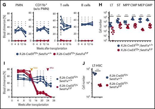 Setd1a-deficient HSCs survive in situ but cannot contribute to hematopoiesis after transplantation. (A) Experimental outline for competitive transplantations using R.26-CreERT2+;Setd1aF/F or Setd1a+/+ Lin− BM donor cells together with wild-type Lin− BM cells (1:1). TAM was induced 3 months after transplantation; the mice were bled regularly and analyzed 2.5 months later. Data for primary transplantation are representative of 4 independent experiments. A total of 107 BM cells from primary recipients were transplanted into secondary recipients; blood chimerism was determined over 16 weeks, and BM chimerism analyzed after 16 weeks. Data for secondary transplantations are representative of 2 independent experiments. (B) Test or control donor cell chimerism in blood neutrophils (PMNs), CD11b+ Gr1−/lo monocytes and eosinophils, and T and B lymphocytes before and after TAM treatment of BM chimeras. (C) Dot plots show the expression of Kit and Sca-1 on Lin− donor BM cells that were further resolved for the expression of CD34 and CD135 from R.26-CreERT2+;Setd1aF/F or control BM chimeras that have received TAM 3 months after transplantation and were analyzed 2.5 months later. (D) Cell number of R.26-CreERT2+;Setd1aF/F or control donor LT-HSCs (LT), ST-HSCs (ST), MPPs, CMPs, MEPs, and GMPs from 4 independent experiments. (E) Frequency of KSL in Lin− donor cells as shown in panel C. Data from 4 independent experiments are shown. (F) Single-cell PCRs specific for Setd1aF, Setd1a+, or Setd1adel alleles in donor-derived KSL Slam LT-HSCs from BM chimeras. A total of 165 cells from 2 independent mice were analyzed (39 and 126 cells), and representative PCR results from 16 of them are shown here. (G) R.26-CreERT2+;Setd1aF/F (red lines) or control (blue lines) donor cell contributions to blood neutrophils, myeloid, T, and B cells in secondary recipient mice. At the time point of transplantation, LT-HSC numbers were comparable between R.26-CreERT2+;Setd1aF/F and wild-type control BM chimeric primary recipients (Figure 2D). (H) R.26-CreERT2+;Setd1aF/F (red circles) or control (blue circles) LT-HSCs, ST-HSCs, MPPs, CMPs, MEPs, and GMPs in the BM of secondary recipients. Data are pooled from 2 independent experiments. (I) R.26-CreERT2+;Setd1aF/F (red lines) or control (blue lines) mixed BM chimeras were injected with 5-FU 10 weeks after TAM treatment, and PMN blood chimerism was determined 2 weeks later. (J) LT-HSC numbers of donor R.26-CreERT2+;Setd1aF/F (red circles) or R.26-CreERT2+;Setd1a+/+ (blue circles) in 5-FU-treated BM chimeras as described in panel I. w/o, without; wt, wild-type.
