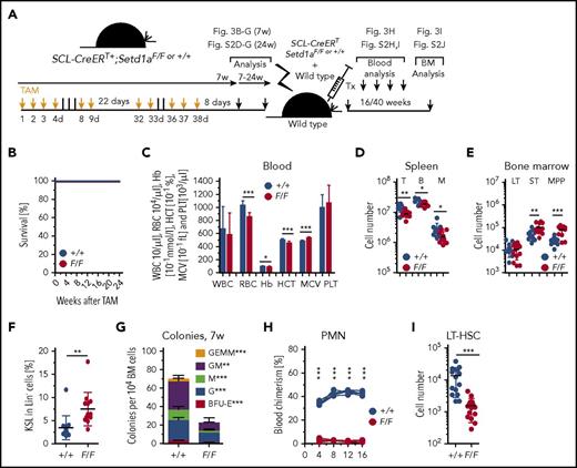 Figure 3. LT-HSC-specific depletion of Setd1a is dispensable for survival but critically important for HSC function after transplantation. (A) Experimental outline for TAM treatment of SCL-CreERT+;Setd1aF/F or control mice and competitive transplantations using Lin− BM cells. (B) Survival of TAM-treated SCL-CreERT+;Setd1aF/F or control mice (n = 6 each). (C) Blood parameters in SCL-CreERT+;Setd1aF/F and control mice 7 weeks after TAM treatment. Data are pooled from 5 (n = 16) independent experiments. (D) CD3+ T cells, B220+ B cells, and CD11b+ myeloid cells in the spleen of SCL-CreERT+;Setd1aF/F and control animals that have received TAM treatment 7 weeks before. (E) Numbers of LT- HSCs, ST-HSCs, and MPPs in SCL-CreERT+;Setd1aF/F or control mice that have received TAM treatment 7 weeks before. (F) Frequency of KSL cells in indicated mice. (G) Colony growth from SCL-CreERT+;Setd1aF/F or control (n = 7 each) total BM cells 7 weeks after TAM treatment. Data from 2 independent experiments are shown. (H) Blood donor cell chimerism after competitive transplantation of SCL-CreERT+;Setd1aF/F or SCL-CreERT+;Setd1a+/+ donor cells that were transplanted 7 weeks after TAM induction. (I) SCL-CreERT+;Setd1aF/F or SCL-CreERT+;Setd1a+/+ donor LT-HSCs 16 weeks after competitive transplantation. Data from 5 independent experiments are shown. HCT, hematocrit; M, myeloid cells; MCV, mean corpuscular volume; PLT, platelet.