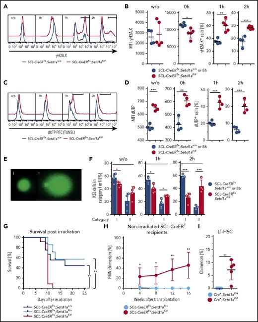 Figure 6. SETD1A-deficieny results in defective DNA repair-mediating increased radiosensitivity in vivo. (A-F) KSL cells 7 to 9 weeks after TAM treatment from SCL-CreERT+;Setd1aF/F and control animals were analyzed for DNA damage-signaling and repair ex vivo and after irradiation (10 Gy). (A) Representative FACS of KSL cells for phosphorylated histone 2A.X at Ser139 (γH2A.X). (B) Graphs showing the MFI for γH2A.X ex vivo (left) and directly after irradiation (second from left). The percentages of γH2A.X+ cells at 1 hour (second from right) and at 2 hours (right) after irradiation are shown (F/F, n = 5; +/+ n = 4). Data are from 2 independent experiments. (C) Representative FACS of KSL cells for DNA breaks detected by TUNEL assay before and after irradiation. (D) Graphs showing the MFI for TUNEL label ex vivo (left) and directly after irradiation (second from left). The percentages of TUNEL+ cells at 1 hour (second from right) and at 2 hours (right) after irradiation are shown (F/F, n = 4; +/+ n = 2). Data are from 2 pooled and 3 individual SCL-CreERT+;Setd1aF/F mice and from pooled SCL-CreERT+;Setd1a+/+ mice from 2 independent experiments (3 and 4 mice). (E) Comet assay to detect DNA breaks (20× objective; Vista Green DNA dye supplied in the Kit). Undamaged cells (category I, left) and significantly damaged cells (hedgehog shape, category II, left) were scored. (F) Frequencies of KSL cells in category I or II without irradiation (left), 1 hour after irradiation (middle), and 2 hours after irradiation (right) (F/F n = 4, +/+ n = 4). (G) Survival of TAM-treated (9 and 12 weeks beforehand) SCL-CreERT+;Setd1aF/F mice (red line, n = 12), SCL-CreERT+;Setd1aF/+ mice (light blue line, n = 7), and SCL-CreERT+;Setd1a+/+ mice (blue line, n = 9) after irradiation with 6.6 Gy. Data are pooled from 2 independent experiments. (H) Donor cell contribution to blood PMNs after transplantation of 3 × 106 wild-type Lin− BM cells into nonconditioned SCL-CreERT+;Setd1aF/F (red line, n = 5) or SCL-CreERT+;Setd1aF/+ (blue line, n = 5) recipient mice that were TAM induced 7 weeks before. Data are representative of 2 independent experiments. (I) Wild-type donor-cell contribution to the LT-HSC compartment of nonconditioned SCL-CreERT+;Setd1aF/F or SCL-CreERT+;Setd1aF/+ recipients 16 weeks after transplantation.