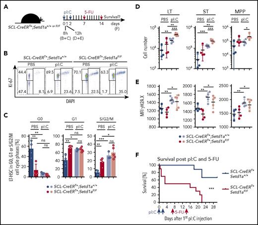 Figure 7. SETD1A protects mice from activation-induced lethality. (A) SCL-CreERT+;Setd1aF/F or SCL-CreERT+;Setd1a+/+ mice were injected twice with pI:C and 7 and 14 days later with 5-FU. TAM-induced depletion of Setd1a was conducted 2 to 4 weeks beforehand. (B) Dot plots show the activation of LT-HSCs 8 hours after pI:C injection, resolving LT-HSCs for the expression of Ki-67 and DAPI staining. (C) Plots summarize the distribution of LT-HSCs in cell cycle phases as determined using the staining shown in panel B. Data from 2 independent experiments were pooled. Mice were used 3 to 4.5 weeks after the last TAM treatment. Differences in comparison with Figure 4D may be due to the time gap between TAM induction and analysis.50 (D) Plots showing cell numbers of LT-HSCs, ST-HSCs, and MPPs from SCL-CreERT+;Setd1aF/F and control mice 12 hours after pI:C (light circles) or PBS (dark circles) treatment. Data are pooled from 2 independent experiments. (E) Plots showing MFI of H2A.X labeling of LT-HSCs, ST-HSCs, and MPPs from SCL-CreERT+;Setd1aF/F and control mice 12 hours after pI:C (light circles) or PBS (dark circles) treatment. Data are pooled from 2 independent experiments. (F) Survival plot after pI:C and 5-FU treatment. Data are summarized from 2 independent experiments using 10 SCL-CreERT+;Setd1aF/F mice and 9 control mice.