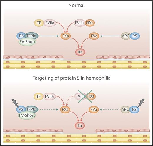 Simplified scheme of pro- and anticoagulant reactions in health and hemophilia with targeted PS. Damage to the endothelium activates coagulation resulting in localized generation of thrombin (IIa). PS-dependent anticoagulant mechanisms control the levels of activated factor X (FXa) and FVa thus balancing the coagulation reactions. By targeting PS in hemophilia the inherent procoagulant-anticoagulant imbalance is corrected and the level of thrombin generated is sufficient for hemostasis. APC, activated protein C; TF, tissue factor; TFPIα, tissue factor pathway inhibitor α. Professional illustration by Luk Cox.