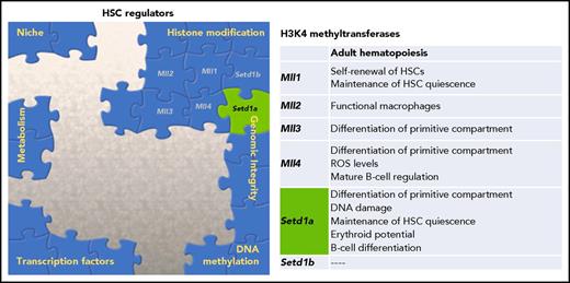 Multiple factors contribute to the overall regulation of HSC potential. One family of histone modifiers, H3K4 methyltransferases, has been characterized, and Arndt et al provide novel data supporting a dual role of Setd1a in both epigenetic regulation and genomic integrity. ROS, reactive oxygen species.