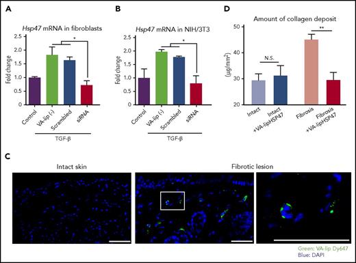 Figure 2. VA-lip HSP47 knock down HSP47 expression in myofibroblasts and ameliorate bleomycin-induced skin fibrosis. (A-B) Primary skin fibroblasts isolated from naïve BALB/c mice (A) and NIH/3T3 (B) were stimulated with 5 ng/mL of rhTGF-β in the presence or absence of VA-lip containing scramble siRNA or VA-lip HSP47 for 12 hours. Hsp47 messenger RNA levels relative to Gapdh were determined using qPCR, and fold differences relative to those of unstimulated control cells are shown (n = 3/group). Data from one of 2 independent experiments with similar results are shown. (C-D) B6 mice were subcutaneously injected with bleomycin daily for 21 days. (C) On the next day of the last bleomycin treatment, mice were intravenously injected with VA-lip Dy647 at 3 times every 2 hours, and frozen sections of skin were prepared at 3 hours after the last injection. Fluorescence of VA-lip Dy647 (green) was visualized with DAPI (blue) counterstaining. The area in the white rectangle is magnified and is shown on the right side of the original image. Magnification, ×20 or ×40. Scale bar, 50 μm. (D) A group of mice were treated with VA-lip HSP47 at 3 times per week from day 1 of bleomycin treatment. The amount of collagen deposit in the fibrotic lesion or the intact skin from VA-lip HSP47–treated (n = 9) or untreated mice (n = 17) from 2 independent experiments was combined and is shown as means ± SEM. *P < .05; **P < .01. N.S., not significant.