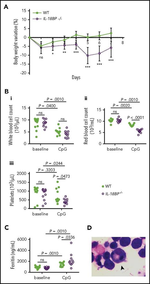 Figure 2. IL-18BP−/− mice display a severe form of MAS after repeated CpG injections. Female WT and IL-18BP−/− mice received CpG injections on days 0, 2, and 4 and were killed on day 7. (A) Variations from baseline body weight are represented as mean ± SD for WT (n = 11) and IL-18BP−/− (n = 12) littermates. Circulating (Bi) white blood cell, (Bii) red blood cell, and (Biii) platelet counts and (C) plasma ferritin levels of WT and IL-18BP−/− mice obtained before (baseline) and after CpG injections are represented as individual values for each mouse. Data were pooled from 2 independent experiments. (D) Hemophagocytes (arrowhead) were observed on May-Grünwald Giemsa–stained bone marrow smears only in CpG-challenged IL-18BP−/− mice (original magnification ×1000). The Mann-Whitney test was used to compare WT and IL-18BP−/− mice at 1 time point and to compare naive and CpG-challenged mice. The Wilcoxon signed-rank test was used to compare baseline and day 7 values within each genotype when data were paired. *P < .05; **P < .01; ***P < .005.