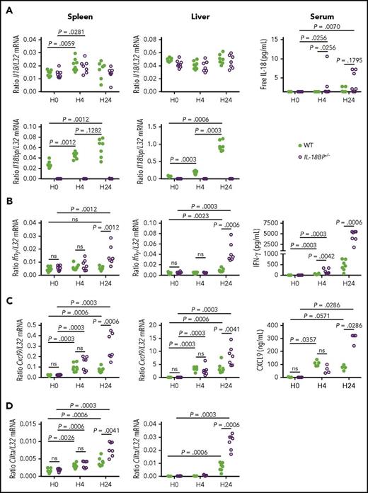 Figure 5. Cytokine expression is modified by a single CpG injection in WT and IL-18BP−/− mice. WT and IL-18BP−/− male mice were sacrificed either 4 (H4, n = 7 per genotype) or 24 hours (H24, n = 7 or 8 per genotype) after a single CpG injection. These mice were compared with naive WT (n = 8) and IL-18BP−/− (n = 7) male mice (H0). (A) Il18 and Il18bp, (B) Ifnγ, (C) Cxcl9, and (D) CIIta mRNA levels were assessed in the spleen (left) and liver (middle), and serum levels of (A) free IL-18, (B) IFN-γ, and (C) CXCL9 were measured (right). For each time point, data were pooled from 2 independent experiments. The Mann-Whitney U test was used to compare WT and IL-18BP−/− mice at each time point and to compare naive and CpG-challenged mice.