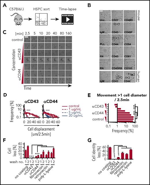 Figure 1. Anti-CD43 and anti-CD44 coatings reduce HSPC motility and enable medium exchange without cell-identification loss. (A) Freshly isolated KSL were sorted and incubated in 100 ng/mL stem cell factor (SCF), 100 ng/mL thrombopoietin (TPO), 10 ng/mL interleukin-3 (IL-3), 2 U/mL erythropoietin (EPO), and 10% fetal calf serum (FCS) on coated slides at indicated antibody or reagent concentrations and imaged every 2.5 minutes. (B) Representative images of KSL and human CD34+ CB on coated slides after 3 days. Colony formation (arrowheads) can only be recognized due to cell immobilization on anti-CD43 and anti-CD44 coating. In other conditions, forming colonies scatter and mix due to cell displacement. Scale bar, 100 μm. (C) Representative video frames of fixed region of interest (ROI) with increasing time intervals. Cells on uncoated slides are highly motile preventing reliable assignment of cell identifications (movement >1 cell diameter) over time and leave the ROI after about 40 minutes. Triangles indicate increasing coating concentration range: 1, 5, and 20 μg/mL. Scale bar, 50 μm. (D) Quantification of cell motility in micrometers per 2.5 minutes. Anti-CD43 reduces cell motility stronger and at lower concentration than anti-CD44 coating. n = 1 with 42-73 cells and 2124 to 4455 time points per condition analyzed. (E) Frequency of cell movements >1 cell diameter; 5 μg/mL anti-CD43–coating concentration is sufficient to keep single-cell identifications with high confidence. Triangles indicate increasing coating concentration range: 1, 5, and 20 μg/mL. (F-G) Cell and cell-identification loss (movement >1 cell diameter between 2 measurements) after medium exchanges. Virtually no or minor cell losses on slides coated with 20 μg/mL anti-CD43 and anti-CD44. Fibronectin, retronectin, and poly-l-lysine were used at 50 μg/mL, 100 μg/mL, 0.01% (wt/vol), respectively. n = 3 independent experiments, 260 to 298 and >62 to 306 cells per condition, respectively; mean ± SEM; χ2 test. FN, fibronectin; IgM, immunoglobulin M; PLL, poly-l-lysine; RN, retronectin; Unc., uncoated.